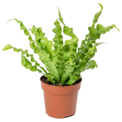 Bird’s Nest Fern