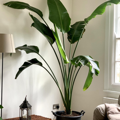 Giant White Bird of Paradise