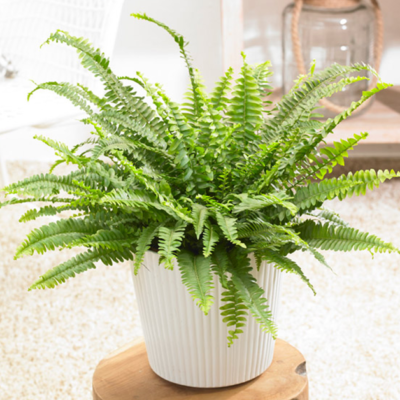 Boston Fern