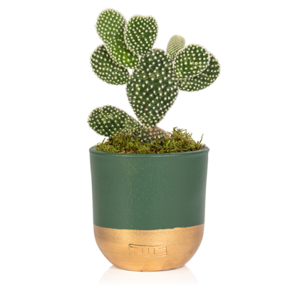 Bunny Ear Cactus 